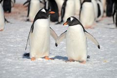 
Two Gentoo Penguins So Happy Together On Aitcho Barrientos Island In South Shetland Islands On Quark Expeditions Antarctica Cruise
